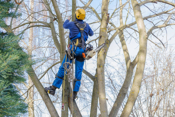 Best Pest Control for Lawns  in Baxter Village, SC